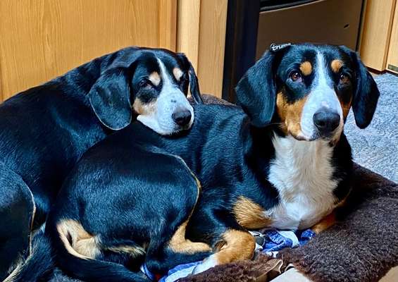 Entlebucher Sennenhund-Beitrag-Bild