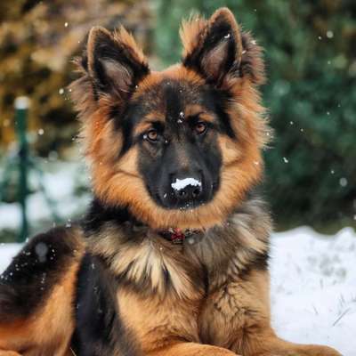 Dogorama Photo Challenge - Es wird nochmal kalt!-Beitrag-Bild