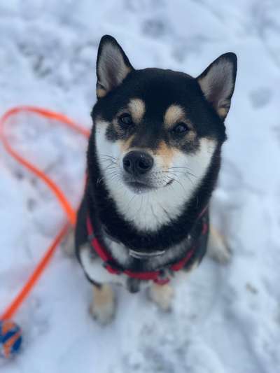 Dogorama Photo Challenge - Es wird nochmal kalt!-Beitrag-Bild