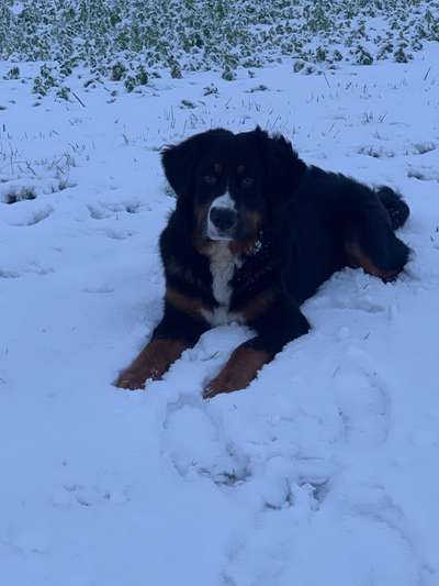 Berner Sennen-Beitrag-Bild