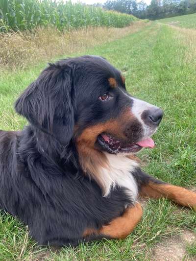 Berner Sennen-Beitrag-Bild