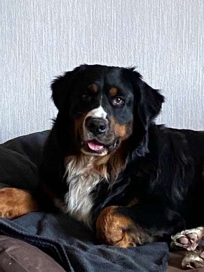 Berner Sennen-Beitrag-Bild