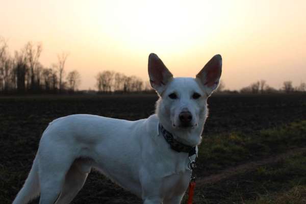 Auslandstierschutz-Beitrag-Bild