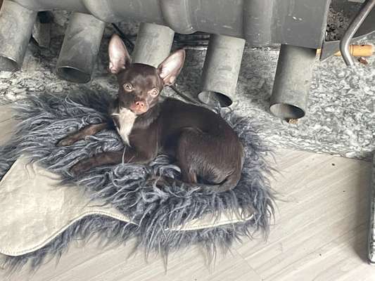 Hundetreffen-Hundetreffen Gassi Gänge-Bild