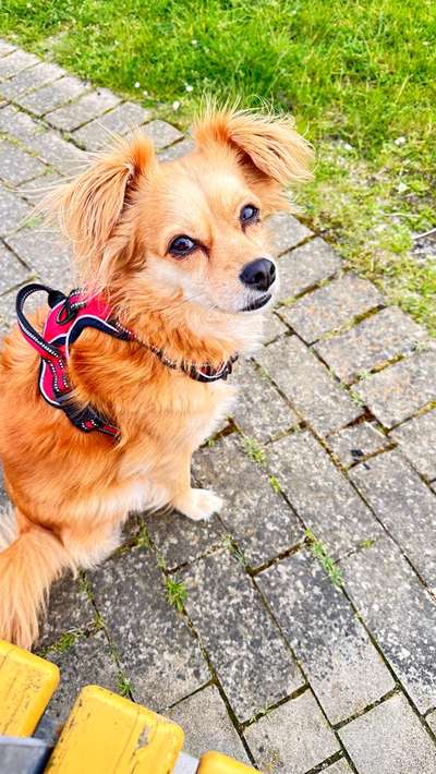 TierschutzhundeStammtisch🐕-Beitrag-Bild