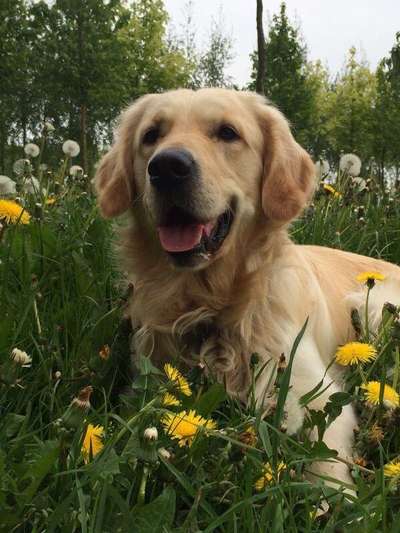 Golden Retriever-Beitrag-Bild