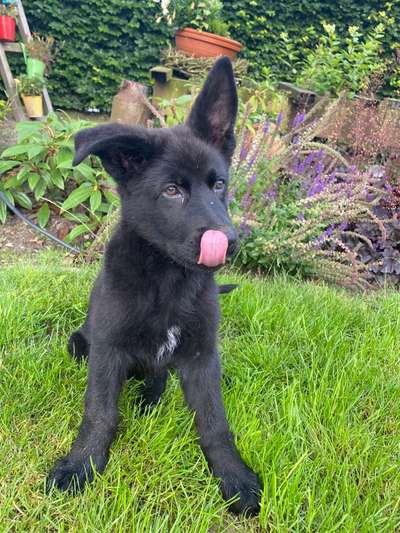 Welpen Bilder !-Beitrag-Bild