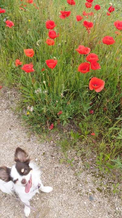 Die Dogorama Kalender Challenge Teil 3/4-Beitrag-Bild