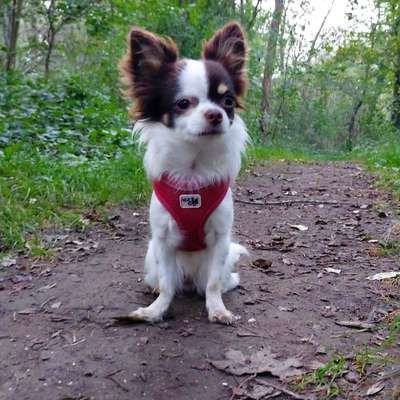 Hundetreffen-Mini Hunde Treffen 🐕❤ Gassi-/Spielrunde-Bild