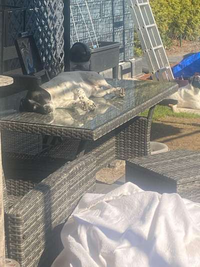 Foto Challenge 112 
ungewöhnliche Schlafplätze-Beitrag-Bild