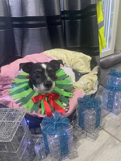 Dogorama Photo Challenge - Weihnachtsbaum-Beitrag-Bild