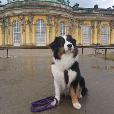 Hundetreffen-Gemeinsames Training / Spaziergänge-Bild