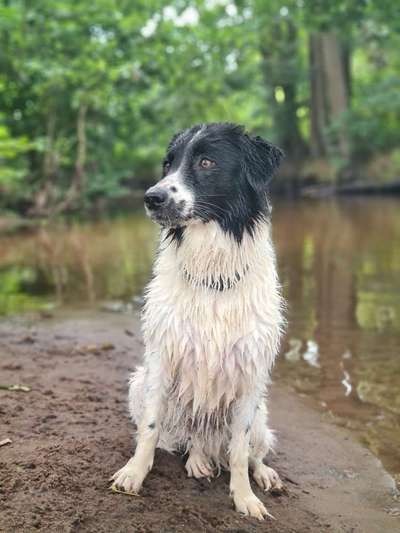 Hundetreffen-Hunde treffen am Fluss/Hundebadestelle-Bild