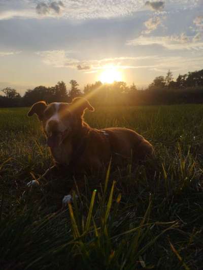 Dogorama Photo Challenge - Gassipause-Beitrag-Bild