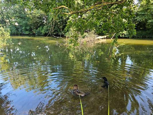 Hundetreffen-Gassirunde Ochsenfurt-Bild