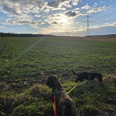 Hundetreffen-Gassirunde Ochsenfurt-Bild