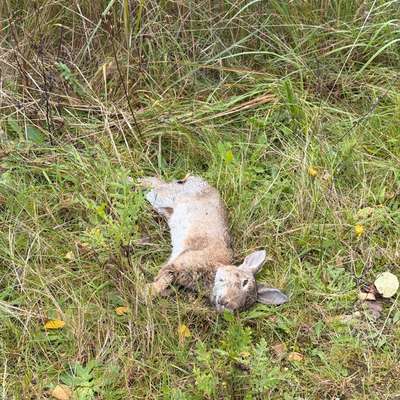 Giftköder-Totes Kaninchen-Bild