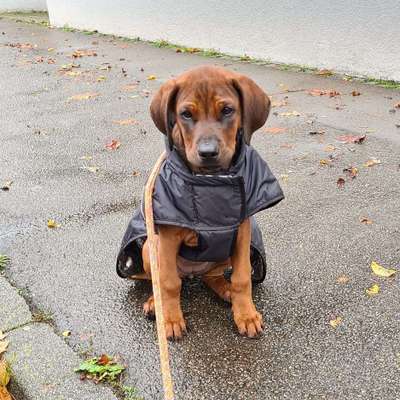 Die Dogorama Wochen Challenge: “Regenspaziergänge"-Beitrag-Bild