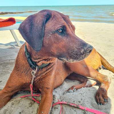 Die Dogorama Wochen Challenge: “Dein Hund im Urlaub”-Beitrag-Bild