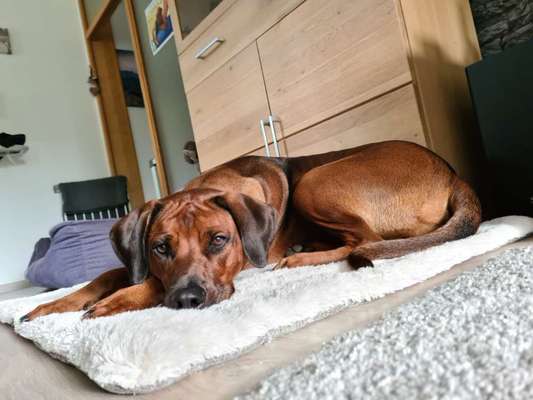 Rhodesian Ridgeback-Beitrag-Bild