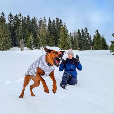 Rhodesian Ridgeback-Beitrag-Bild
