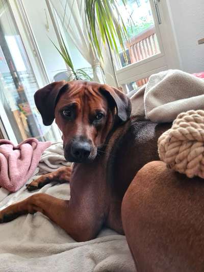 Rhodesian Ridgeback-Beitrag-Bild