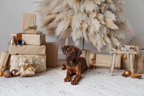 Die Dogorama Kalender Challenge 4/4-Beitrag-Bild