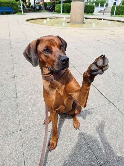 Dogorama Blog Challenge: Hundetricks-Beitrag-Bild