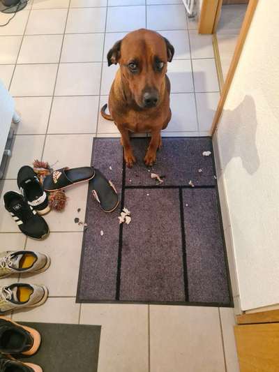 Zeig mir, dass du mit einem hund zusammenlebst....-Beitrag-Bild