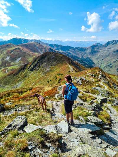 Rhodesian Ridgeback-Beitrag-Bild