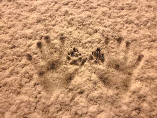 Foto Challenge Nr.135-Beitrag-Bild