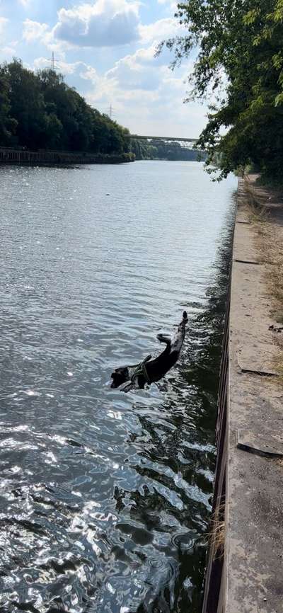 Dogorama Photo Challenge - Hunde in Action-Beitrag-Bild