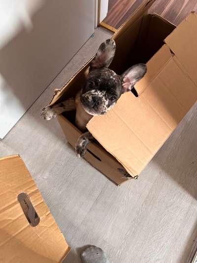 Französische Bulldoggen-Beitrag-Bild