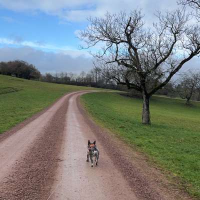 Hundetreffen-Gassirunde, spielen-Bild