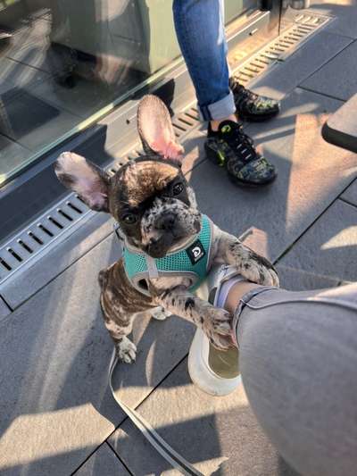 Französische Bulldoggen-Beitrag-Bild