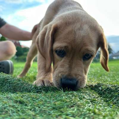 Hundetreffen-Welpentreffen-Bild