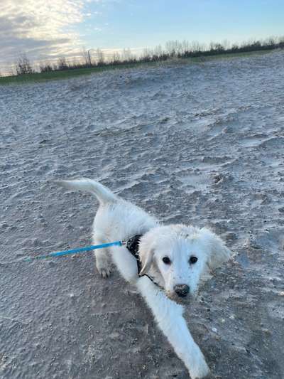 Golden Retriever-Beitrag-Bild