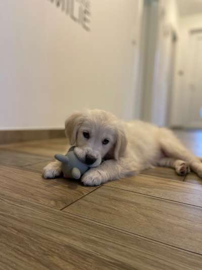 Golden Retriever-Beitrag-Bild