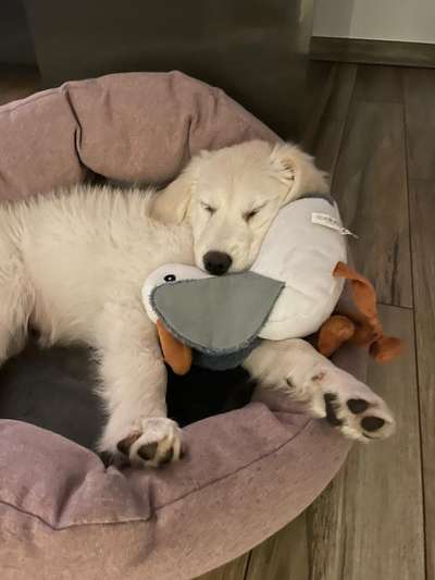 Golden Retriever-Beitrag-Bild