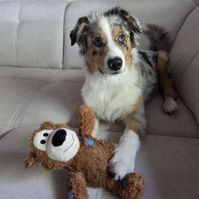 Hundetreffen-Spiel- und Gassifreunde gesucht-Bild