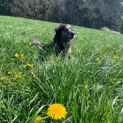 Hundetreffen-Hunderunde/-Freunde für Hund und Mensch-Bild