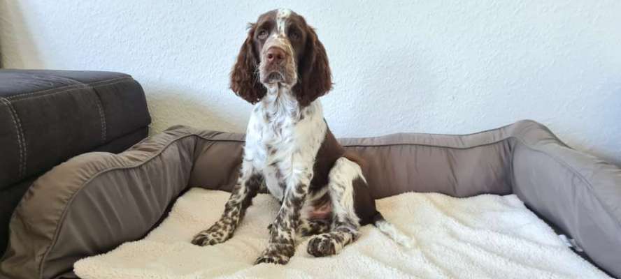 Springer Spaniel-Beitrag-Bild