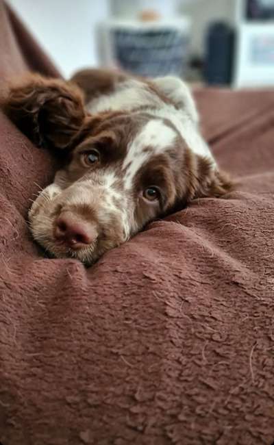 Welpen Bilder !-Beitrag-Bild