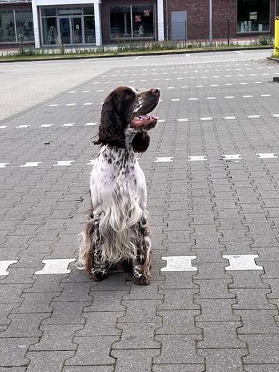 Englisch Springer Spaniel-Beitrag-Bild