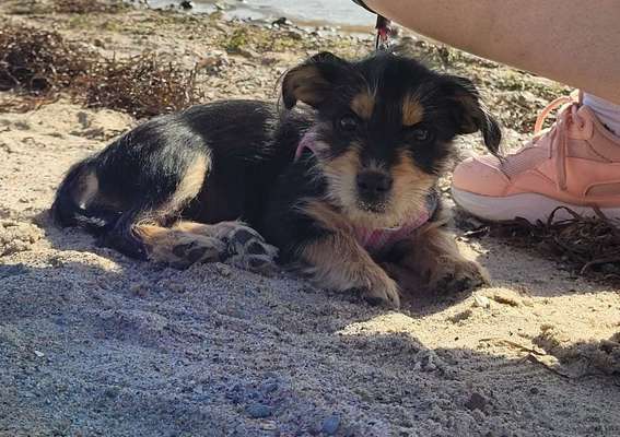 Welpen Bilder !-Beitrag-Bild