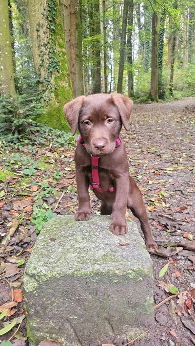 Hundetreffen-Spiel- und Gassitreffen-Bild