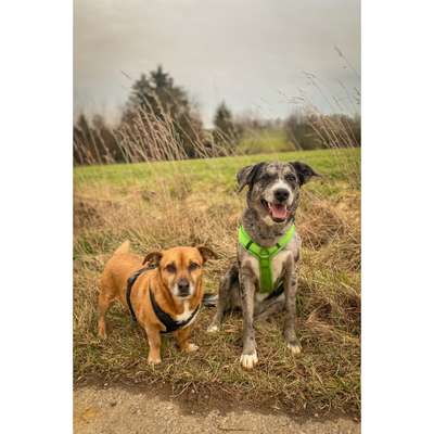 Hundetreffen-GemeinsameGassi- & Spielrunden-Bild