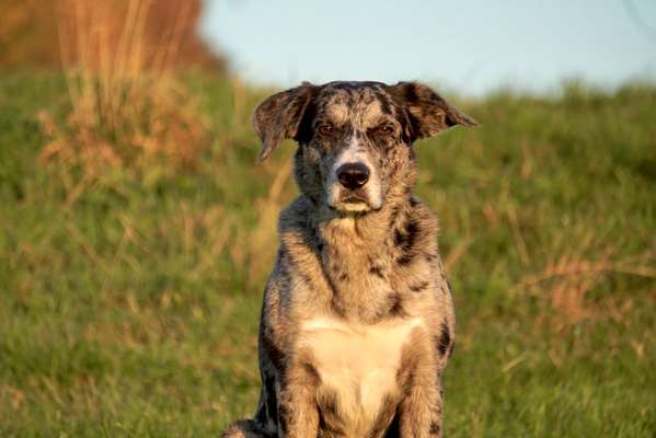 Dogorama Photo Challenge - Portrait-Beitrag-Bild