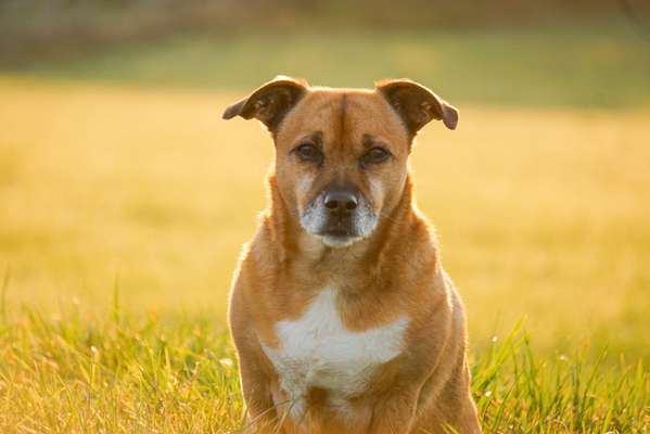 Dogorama Photo Challenge - Portrait-Beitrag-Bild