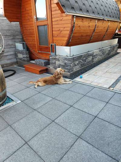 Cocker Spaniel-Beitrag-Bild